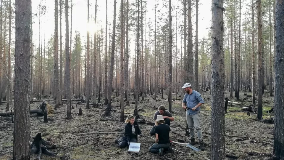 Bild på forskare i brandskadad skog.