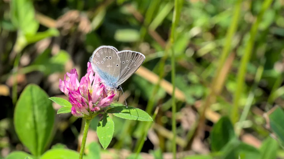 Bild på fjärilen ängsblåvinge.