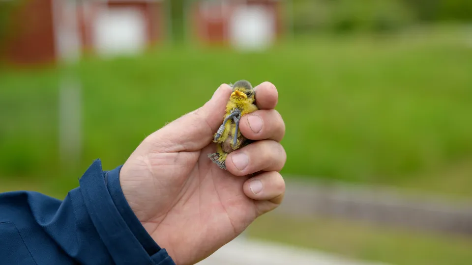 Bild på hand som håller blåmes.