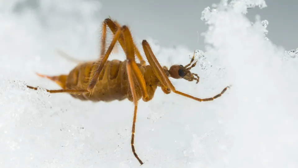 Bild på harkrank som går på snö.