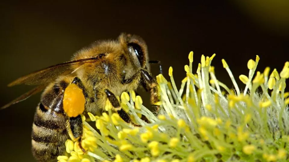 Bi som siter på en blomma