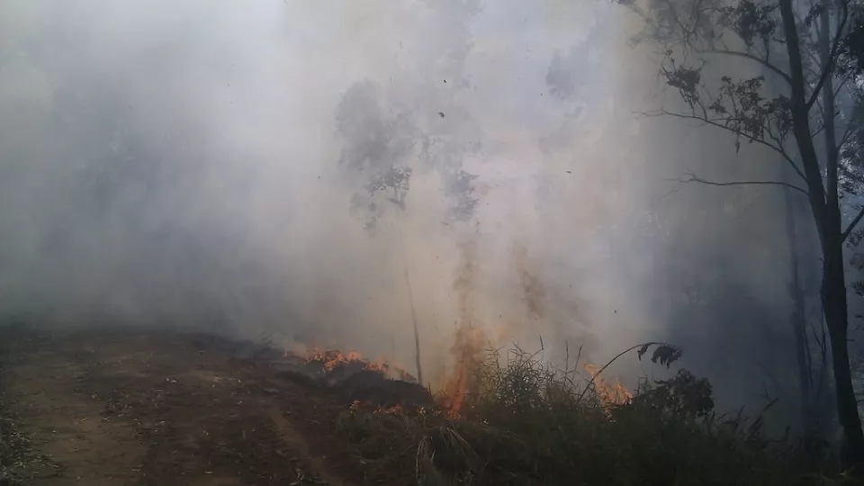 Bild på brinnande skog