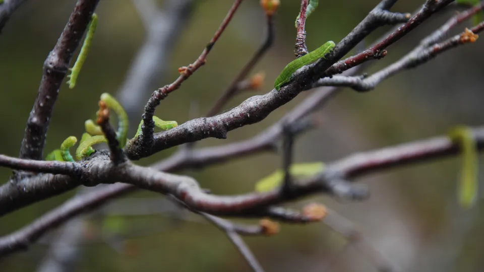Närbild på trädgrenar med larver