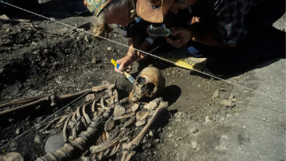 Bild på skelett från utgrävning i Ajvide på Gotland.