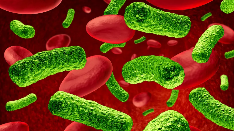 bakterier i blod mostphotos