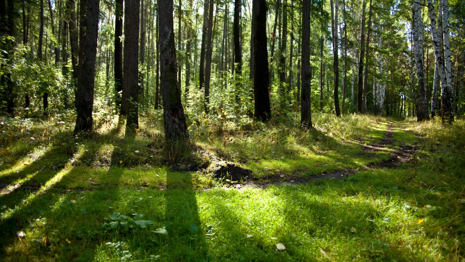 Barrskogens väldoftande terpener omvandlas i luften till aerosoler som kyler klimatet. Men människans utsläpp av ammoniak och svaveldioxid förtar effekten, åtminstone delvis. Bild: MostPhotos.