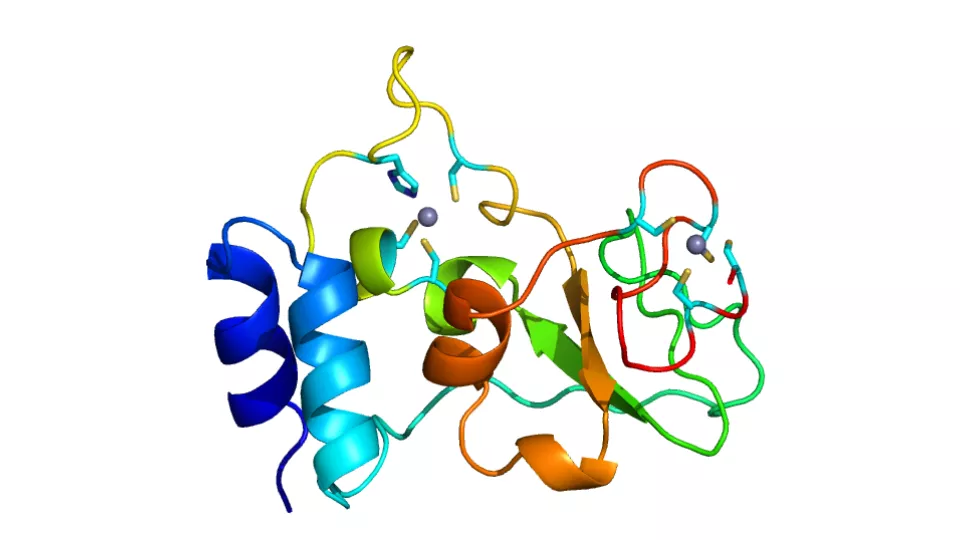 Proteinmodell över SARS CoV-2 Nsp10 i obunden form. Nsp10 innehåller två zinkfingrar (zinkjoner visas som grå sfärer)