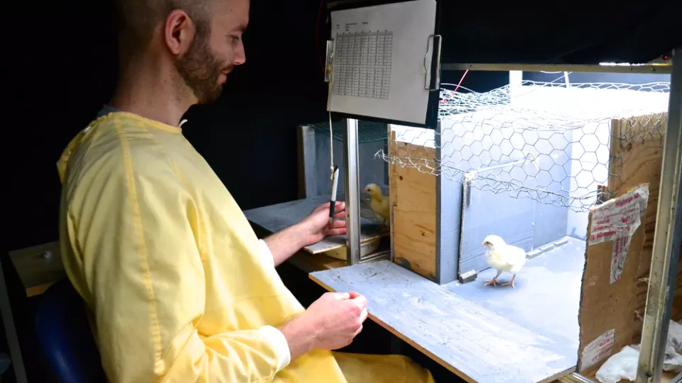 Peter Olsson har undersökt kycklingars färgkonstans i olika ljusförhållanden. Resultatet visar att färgseendet har stor betydelse för att de ska hitta mat. Foto: Cecilia Schubert 