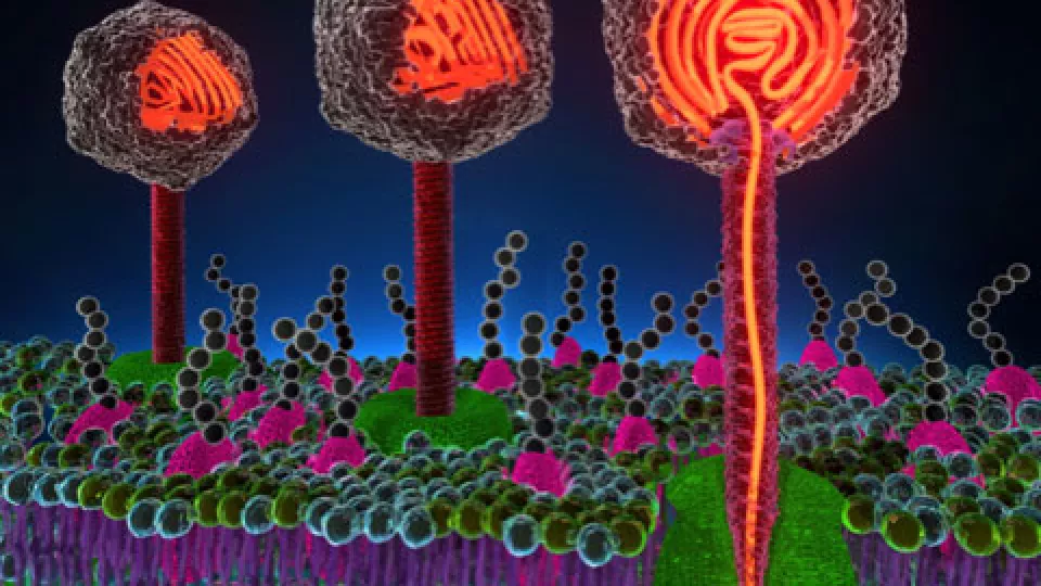 Bild som illustrerar Tiotals bakteriofager infekterar en cell genom att injecera sitt DNA. Hur snabbt injektionerna sker avgör om infektionsförloppet blir lytiskt eller latent