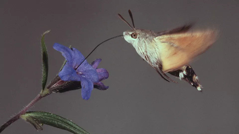 Stor dagsvärmare (Macroglossum stellatarum) dricker nektar från en blomma.