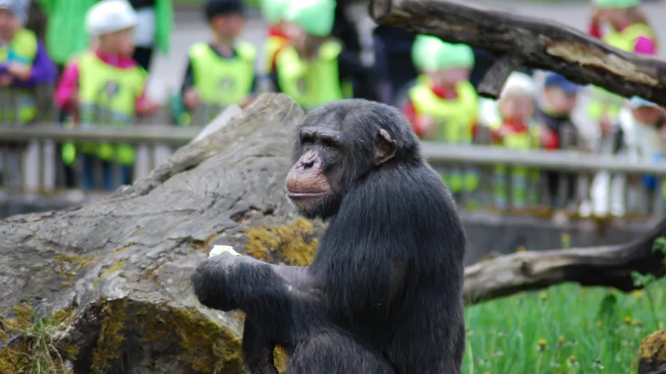 Bild på en chimpans på Furuviks djurpark