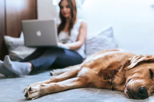 Sovande hund och kvinna med laptop i knät.