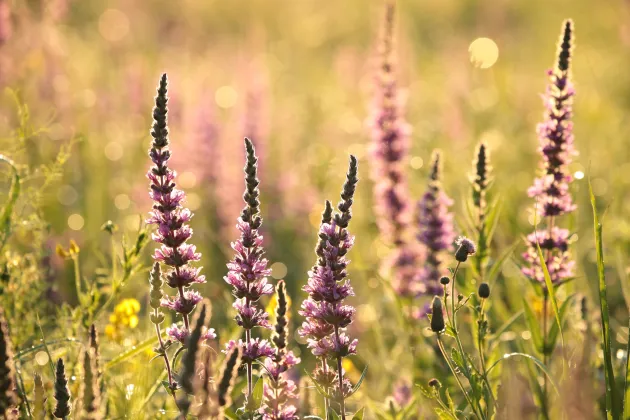 Fackelblomster