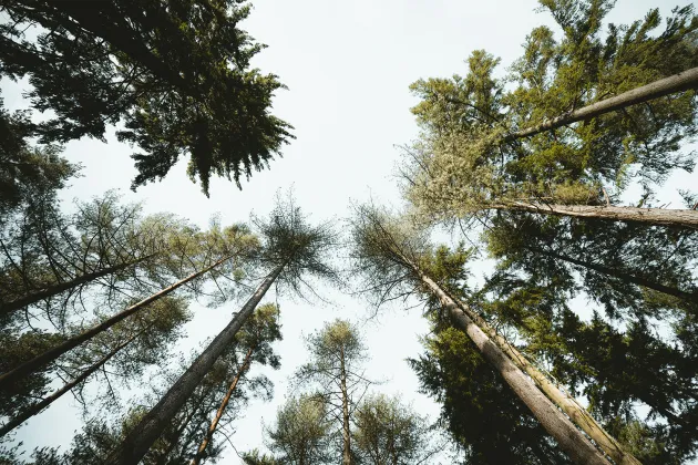 Foto på trädtoppar foto: Annie Spratt/Unsplash