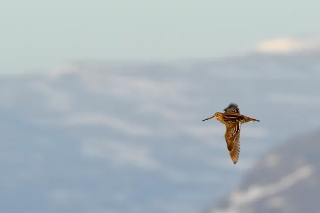En dubbelbeckasin flyger, i bakgrunden syns berg. Foto