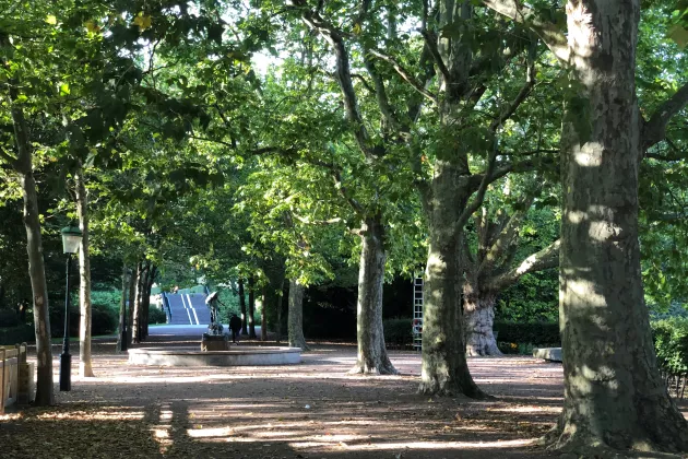 Plataner i park i Malmö. Foto.