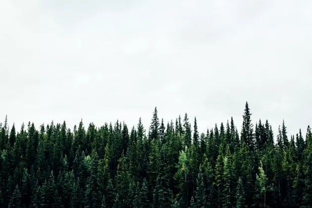Bild på skog och himmel.