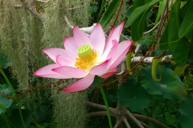 Lotusblomma i närbild