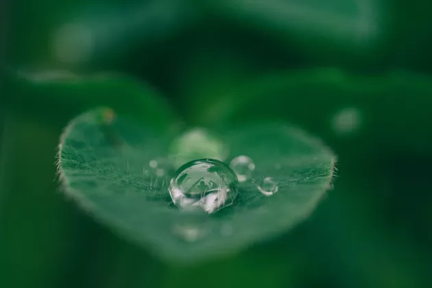 Grönt växtblad med en vattendroppe.