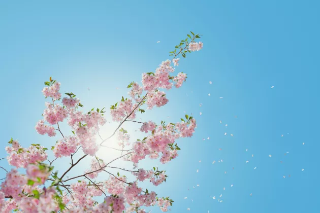 Körsbärsträd i blom mot blå himmel