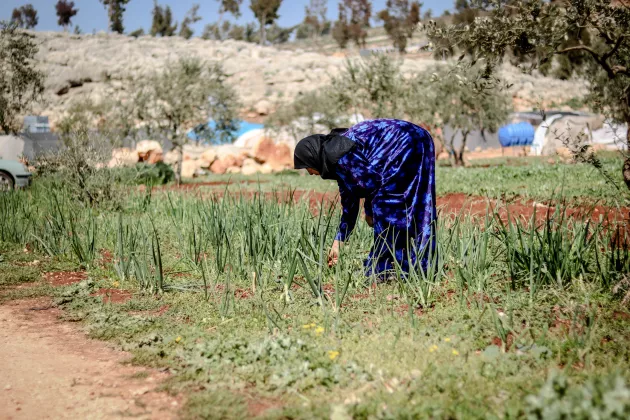 Bild på en kvinna som arbetar på en odling i Syrien