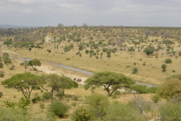 Drönarbild på savann och elefanter.