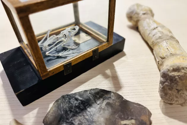 Grodskelett, dinosaurieben och fossil utplacerade på ett bord. Foto. 