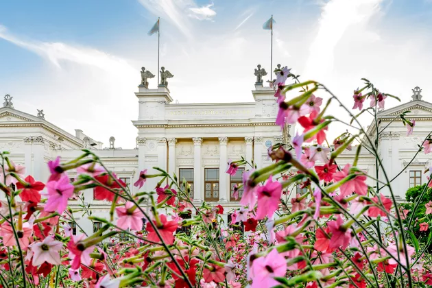 Universitetshuset mot blå himmel, blommor i förgrunden. Foto.