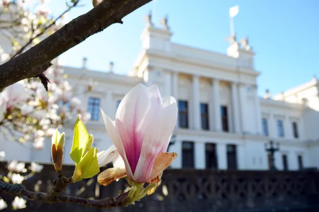 MagnoliaUniversitetshuset(3).jpg Magnolia framför universitetshuset. Foto.