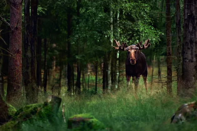Bild på älg i vildvuxen skog.