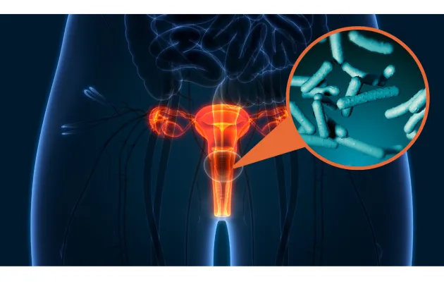Illustration av vagina