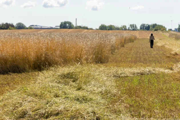 Ett fält i Alnarp där Kernzas odlas i testförsök. Bild. 