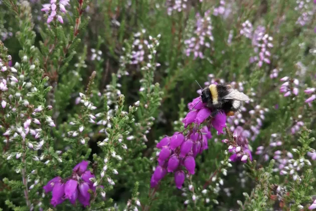 Närbild på humla som sitter på blomma.