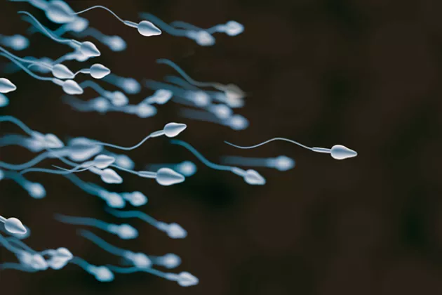 simmande spermier