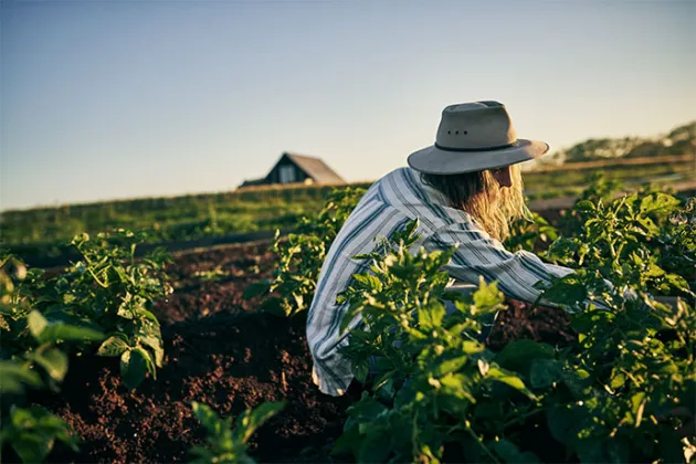 Ung person sitter i ett fält med grödor och jobbar. Foto.