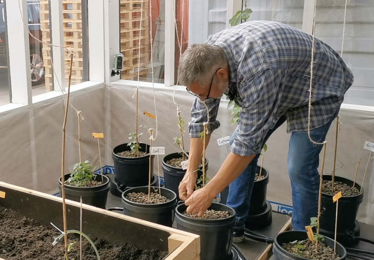 Forskaren Barry Ness i ett växthus i anslutning till Brygghuset Finn. Han visar upp ett hydroponiskt odlingssystem. Bild: Cecilia von Arnold.