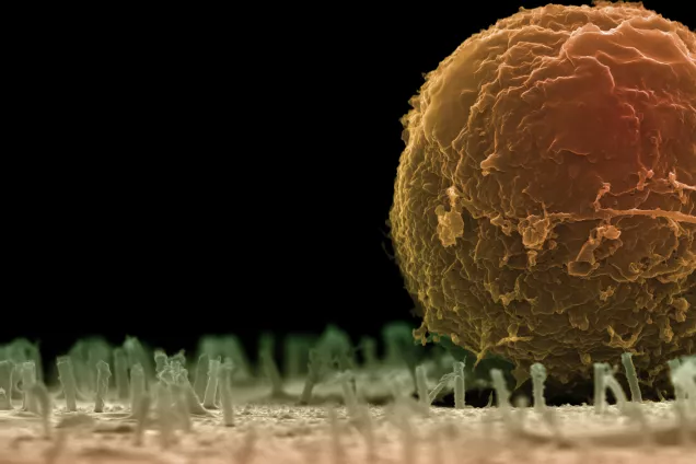 Blodstamcell inzoomad. Foto: Martin Hjort.