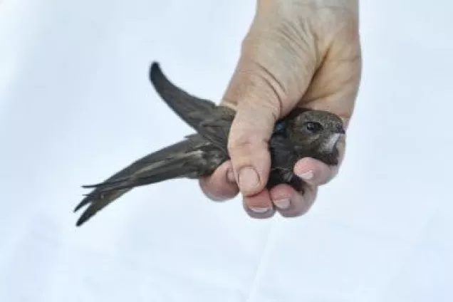 Fågel fångad i hand