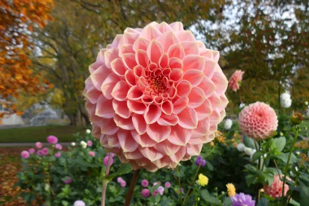 P1050922.JPG Dahlia
