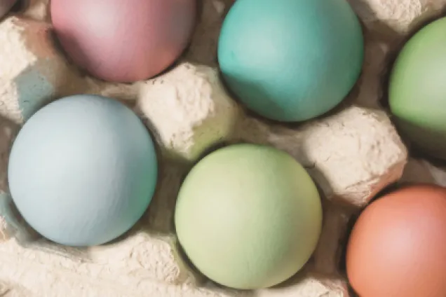 Målade ägg i kartong. Foto.