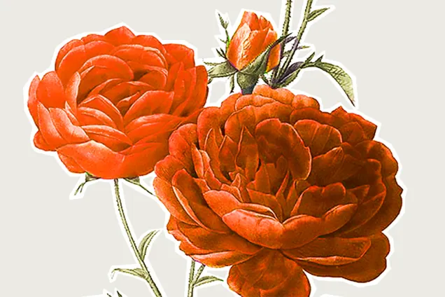 Roströd ros. Illustration.