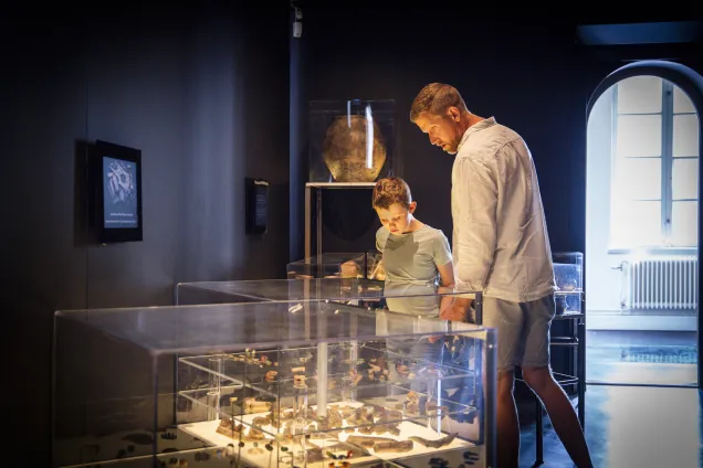I ett mörkt rum står en liten pojke och hans pappa och blickar ned över en upplyst väggmonter fylld av arkeologiska föremål