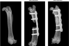Röntgenbilder som jämför ett friskt lårben med en fraktur som behandlats med och utan den nya metoden, där den sistnämnda helt läkt.