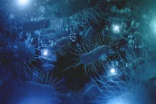 Forskare i Lund har upptäckt att E. coli-bakterier producerar ett protein som bryter ner onkogenen MYC och kan användas för cancerbehandling. foto.