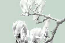 Abstrakta magnolias. Foto. 