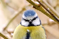 En fågel som sitter på en kvist. Foto.