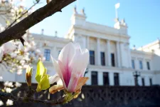 Magnolia framför universitetshuset. Foto.