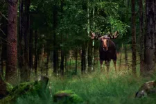 Bild på älg i vildvuxen skog.