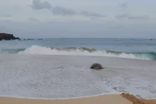 Bild på havssköldpadda som kryper på en sandstrand.