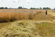 Ett fält i Alnarp där Kernzas odlas i testförsök. Bild. 